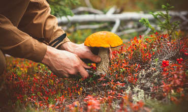 Первая помощь при отравлении грибами и ядовитыми растениями