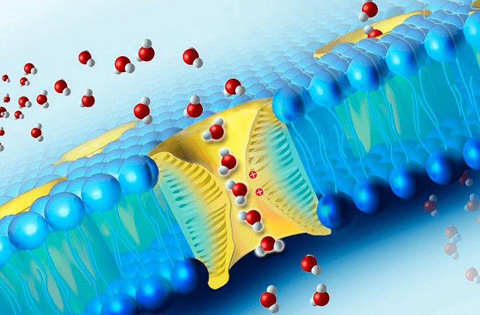 аквапорин-3 в коже