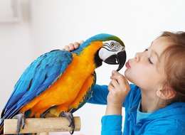 ᐉ Аллергия на птиц: причины, симптомы, диагностика, лечение, профилактика